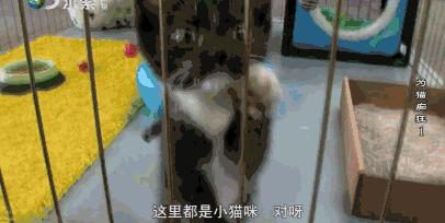 吸猫电影完整版免费,吸猫满足哪些需要