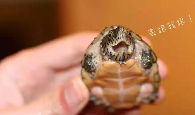 果核蛋龟饲养温度要多少,蛋龟的饲养方法和技巧