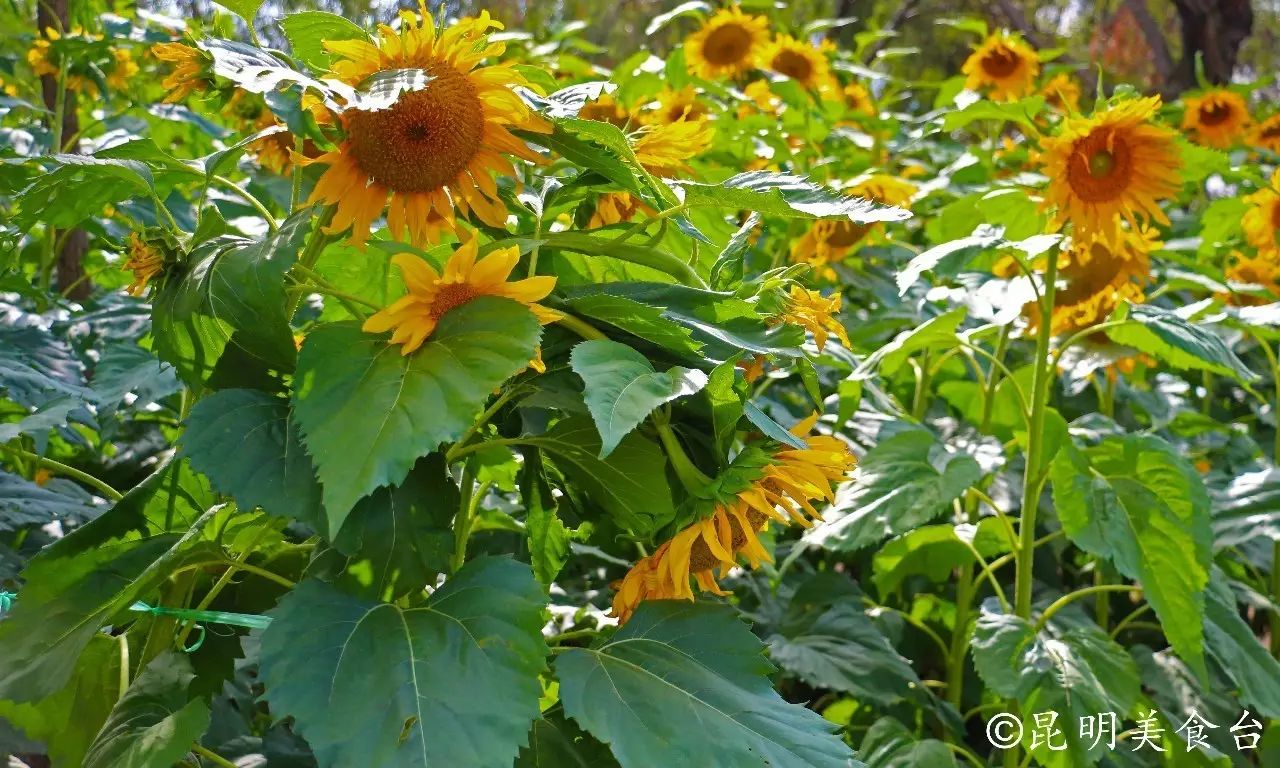 昆明捞鱼河公园万株野花如期绽放，国庆节踩烂2张共享单车也得去