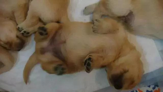 狗狗是怎么生小宝宝的,狗狗生宝宝急救常识大全集