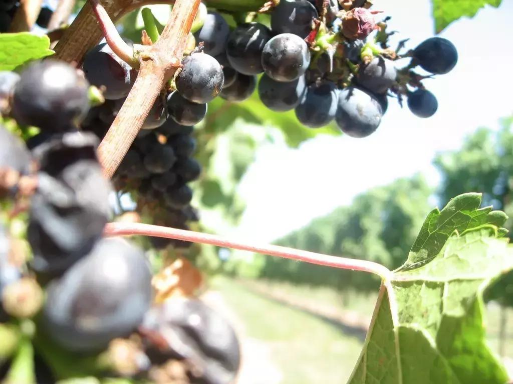 2018加拿大签证新政策是什么样的,2017加拿大签证攻略