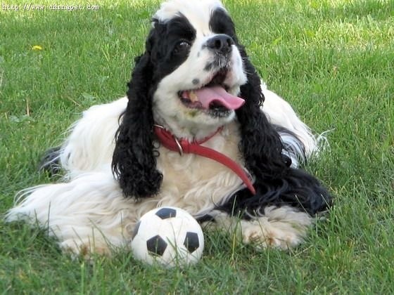 宠物狗买多少钱的合适养,狗的价格表宠物狗种类