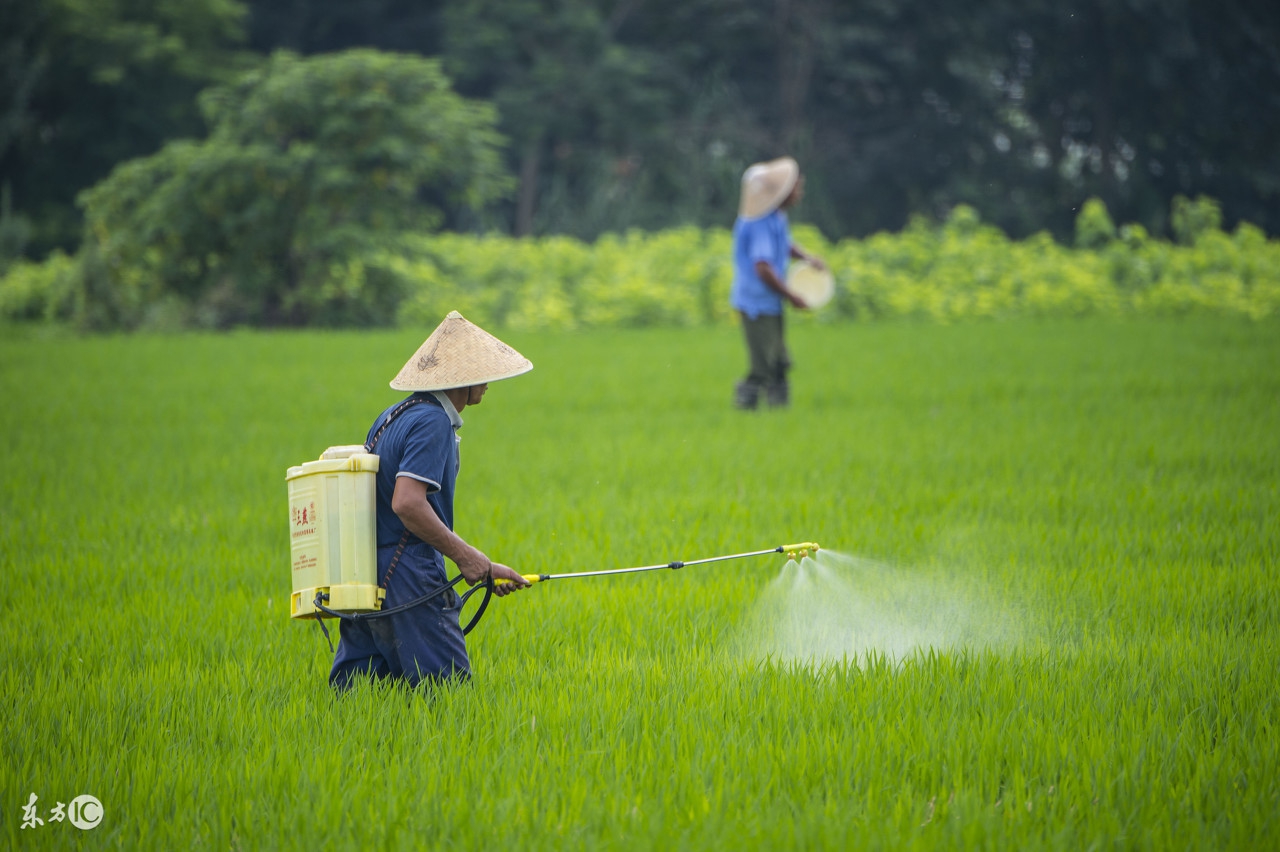 冬前除草剂,冬前打除草剂的最佳时间
