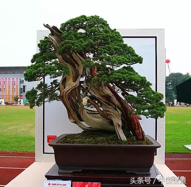 盆景收藏的前景,盆景收藏视频大全