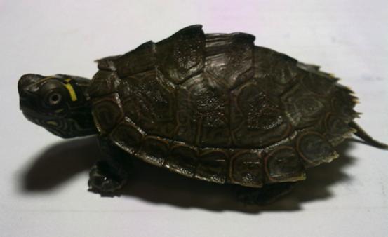 乌龟流貂蝉怎么玩,乌龟貂蝉