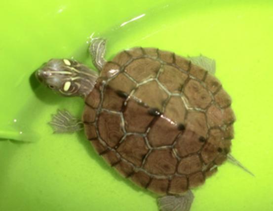 乌龟流貂蝉怎么玩,乌龟貂蝉