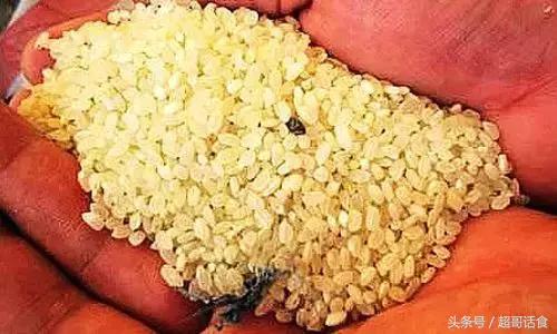 乳酸菌可以消灭黄曲霉,乳酸菌能降解黄曲霉毒素的毒性吗