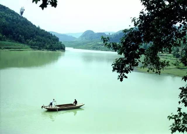 凤冈遵义茶,贵州遵义凤冈锌硒茶