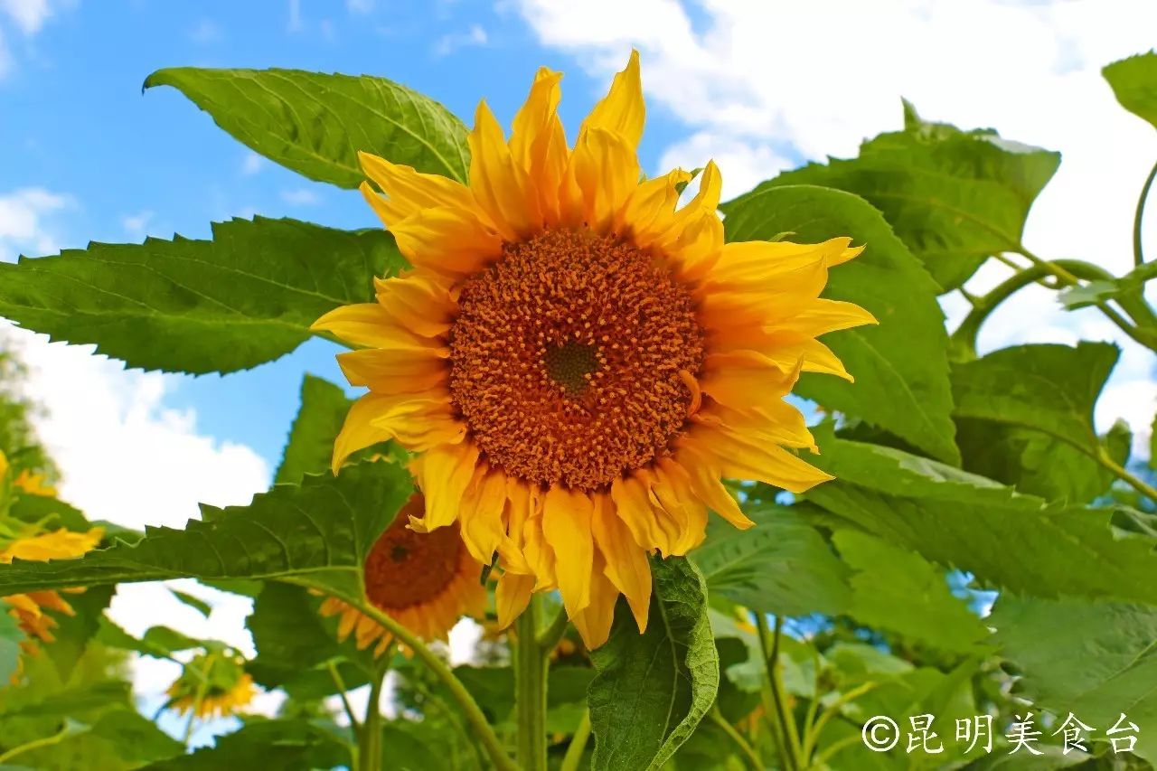 昆明捞鱼河公园万株野花如期绽放，国庆节踩烂2张共享单车也得去