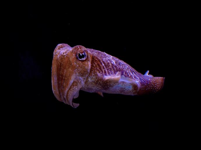 不死之虫水熊虫,不死之虫超越水熊