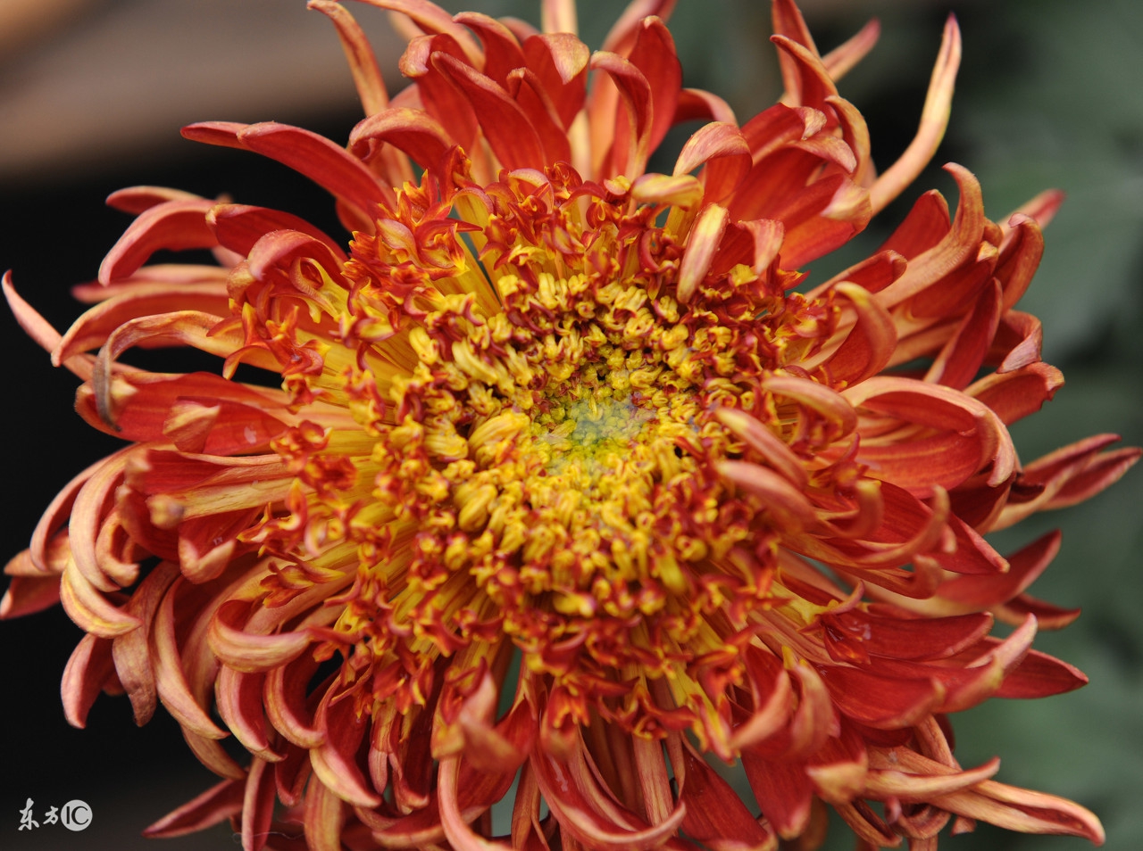 tst痔疮手术后15天亲身经历,经历痔疮的煎熬我的治疗之路