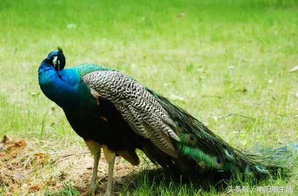 百鸟展门票,百鸟展门票早鸟票