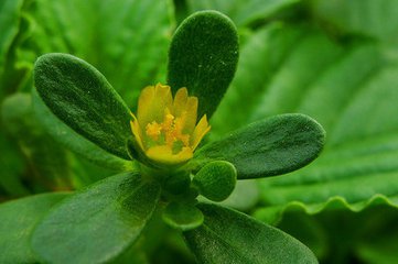 湿疹有什么草能治好,什么草治疗湿疹最有效