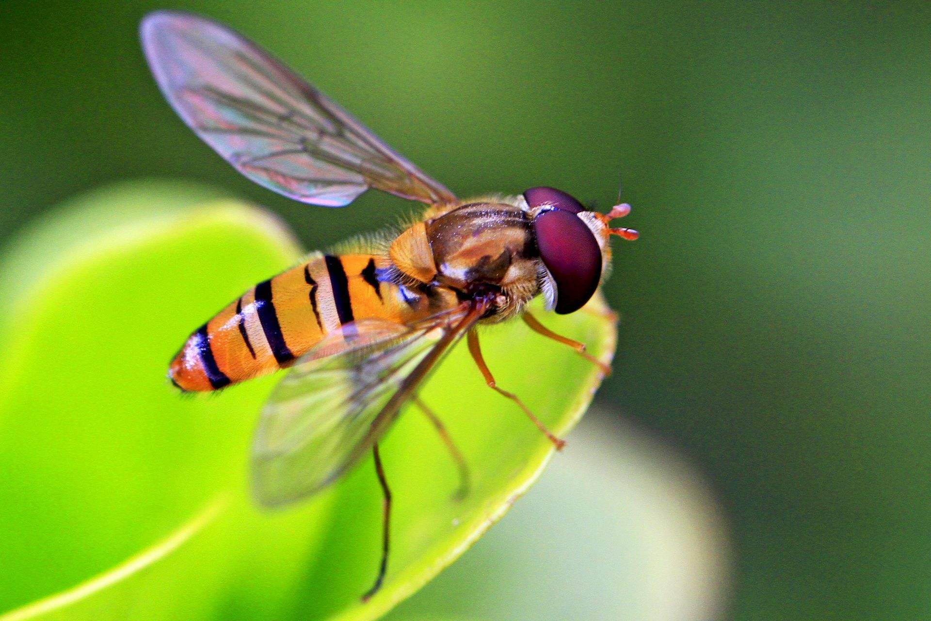 不死之虫超越水熊,不死之身的生物水熊虫和蝾螈
