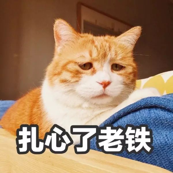 30个最常见宠物名,你家的撞车了吗?