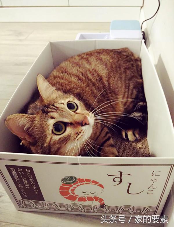 60平小家过出顶级的幸福感,唐长老和玉兔精的没羞没臊日常