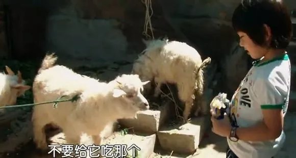 爸爸去哪儿你不知道的事,爸爸去哪儿真心话问答