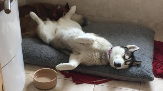 狗狗喝醉了几天能好,狗狗喝醉了