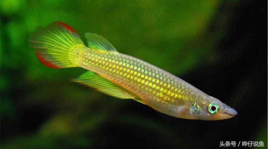 一条小小金龙鱼多少钱,2万元一条金龙鱼