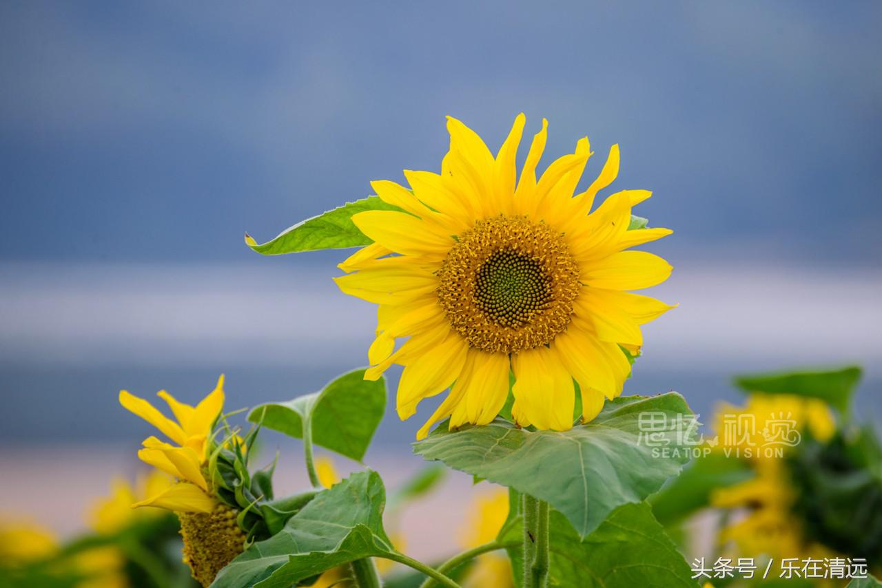 聚美金沙滩团购,聚美金沙滩门票收费吗