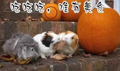 荷兰猪第一次下水洗澡,荷兰猪洗完澡第二天死亡