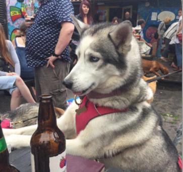 狗狗喝醉了几天能好,狗狗喝醉了