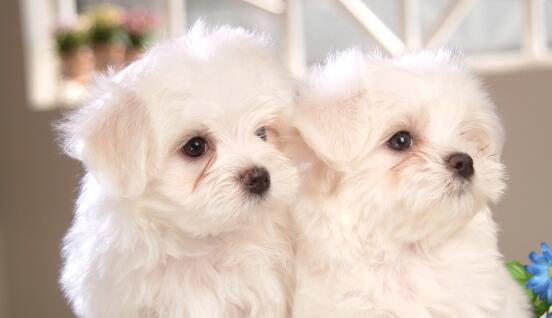 狗狗眼泪是褐色的啥原因,狗狗流眼泪泪痕严重怎么回事