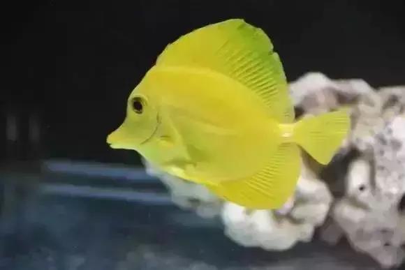 家装水景鱼缸造型全景,家居水景大号