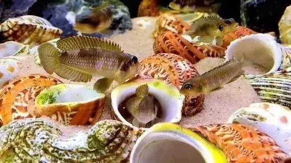 家装水景鱼缸造型全景,家居水景大号