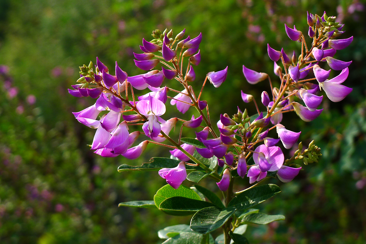 开在秋季的紫藤花,开在秋天的花卉有什么品种
