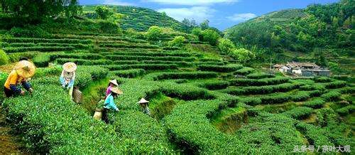 中国传统十大名茶之安溪铁观音,十大名茶安溪铁观音排在第几名