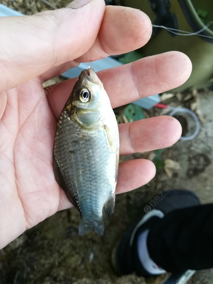 偶遇新物种，独战板鲫群