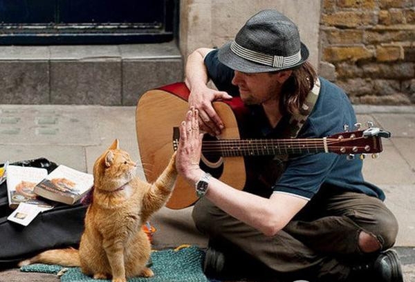 十部顶级喵星人动画片,猫咪动画片视频大全