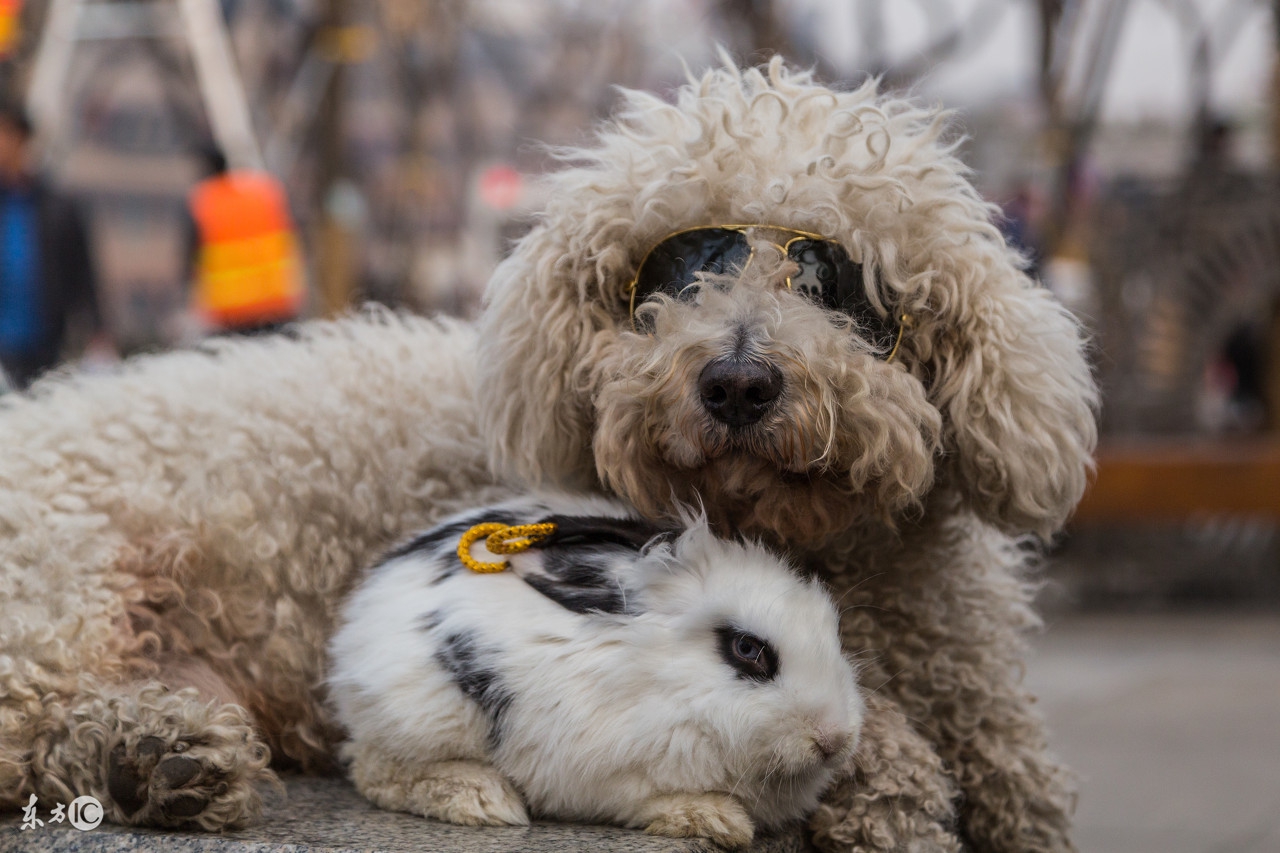 狗狗细小初期怎么治最有效,狗狗得了细小怎么治不吃不喝