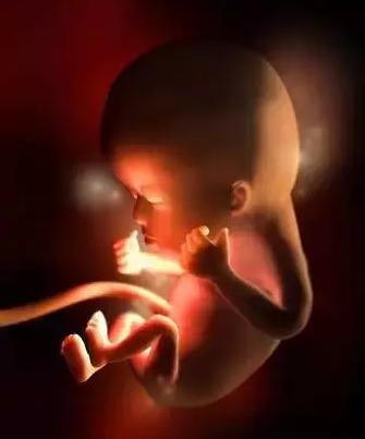 生命的由来胚胎发育全过程动画,生命发育的过程