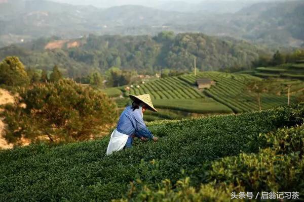 有关茶叶的回甘生津的视频,茶叶苦回味甘甜是什么茶