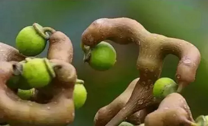 从化莲麻小镇有什么好玩的地方 (从化莲麻小镇景点)