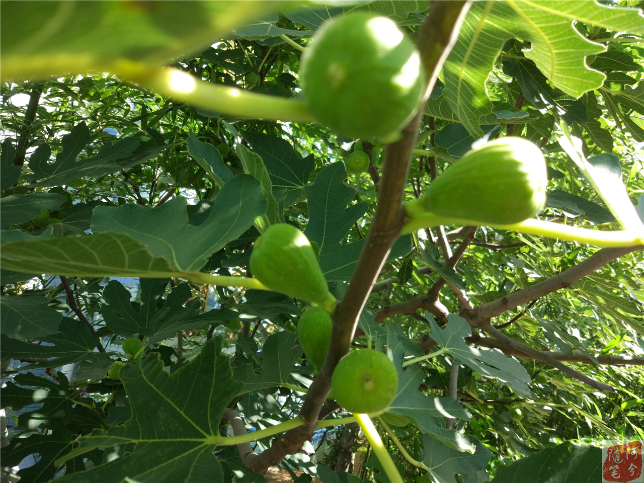 农村常见可以止痒的植物,农村一种常见植物能祛湿止痒