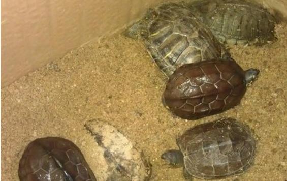 乌龟如何防止冬眠,如何让乌龟安全度过冬眠