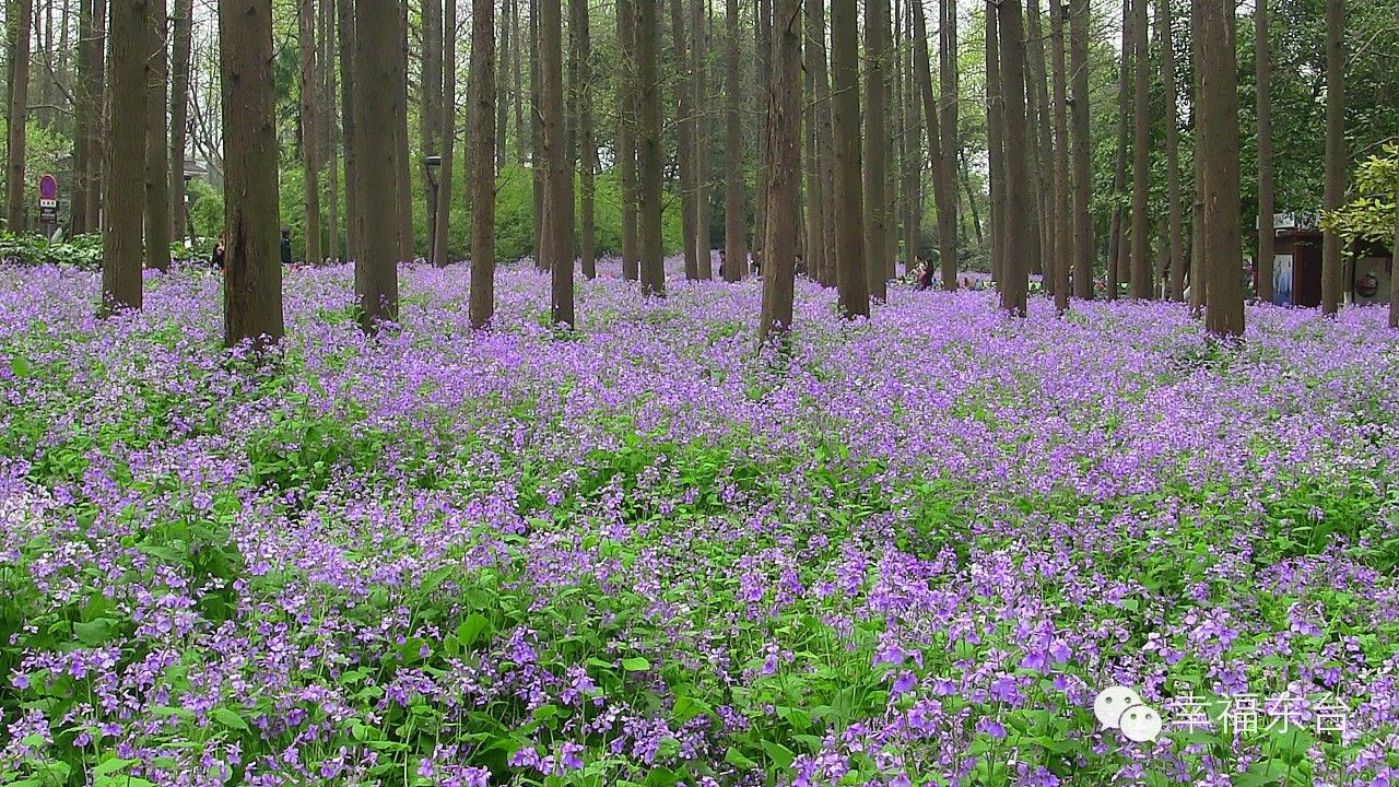让我醉倒在泉边歌词,让我醉倒在池边歌词