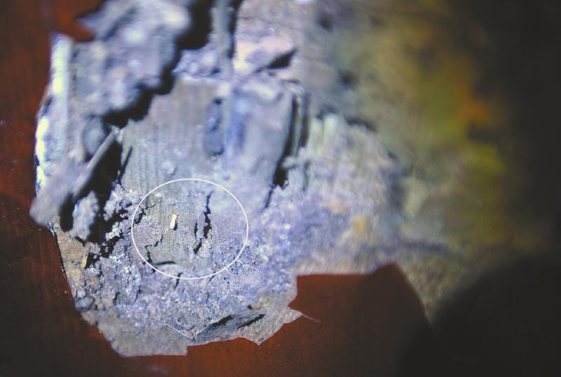 白蚁多久可以把门框蛀空,白蚁进家里了怎么办