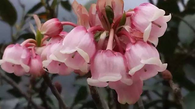 推荐|大明山风景区恢复开放啦！花都开好了，你还不来么？