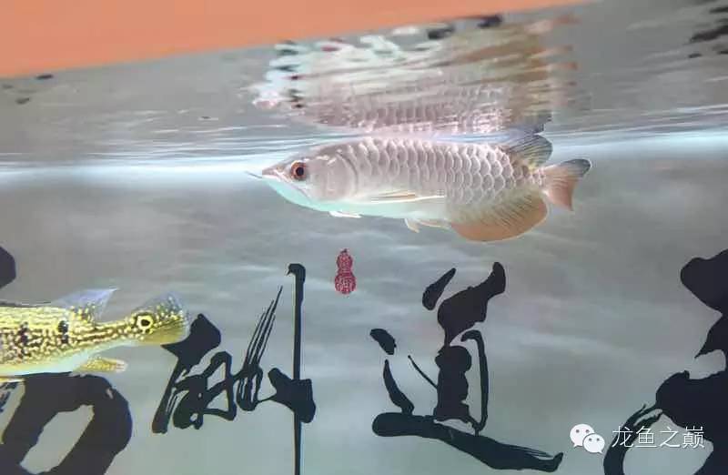 知我者谓我心忧是什么意思呢,知我者谓我心忧图片配图