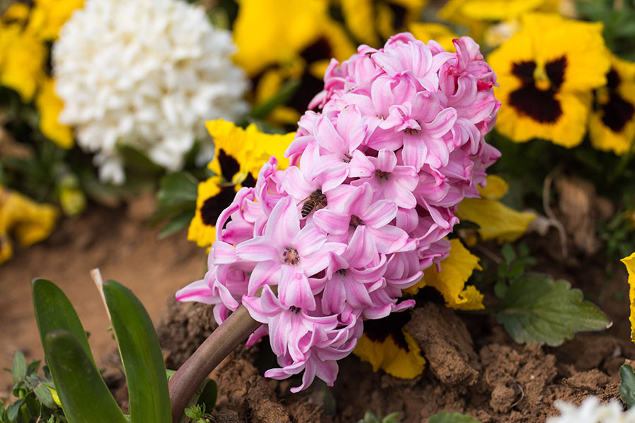 南京十大赏花胜地,南京玄武湖春季赏花攻略请收好