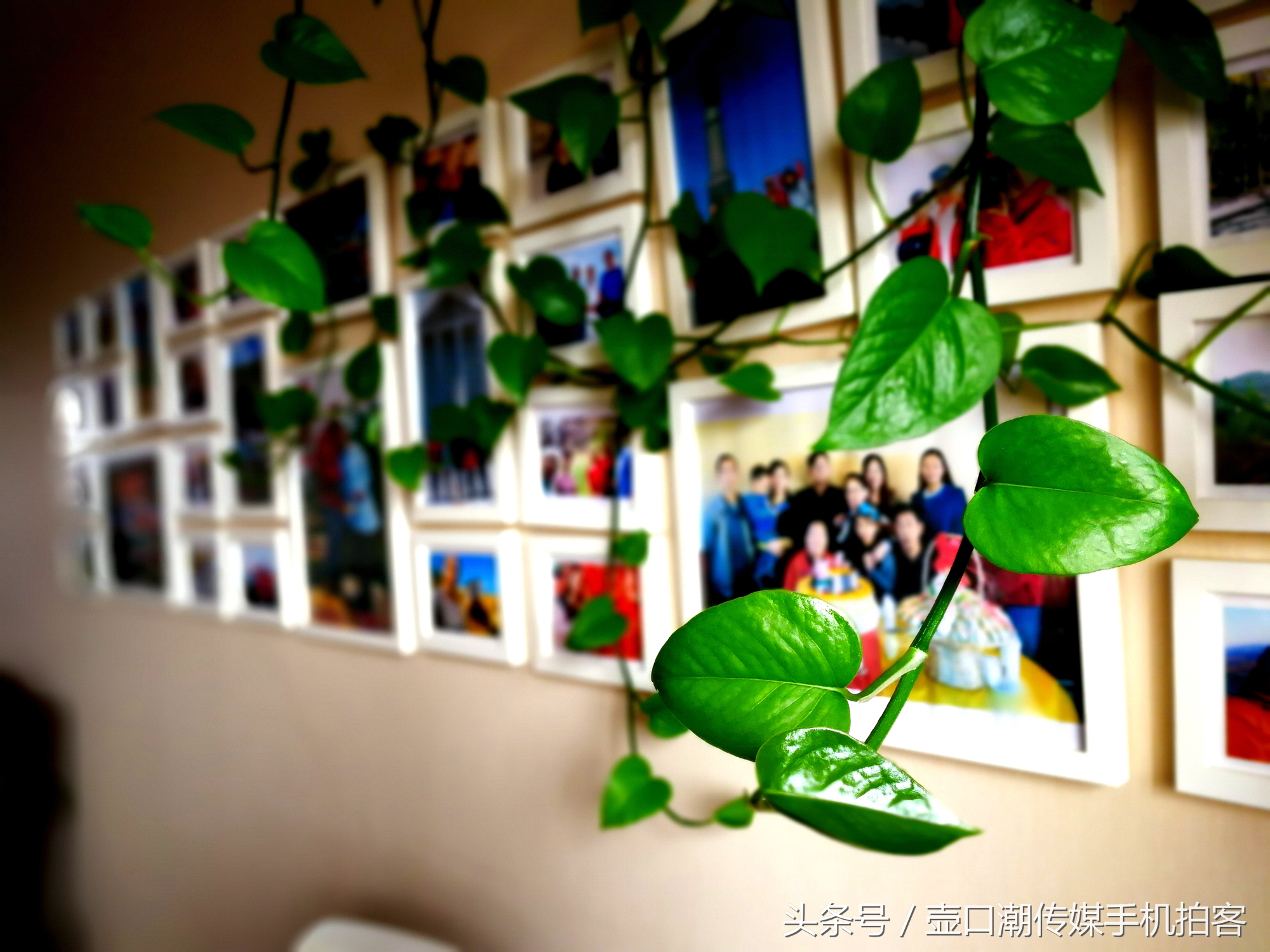 临汾：手机拍拍工作室的花~再好的装修也比不了和大自然和谐相处