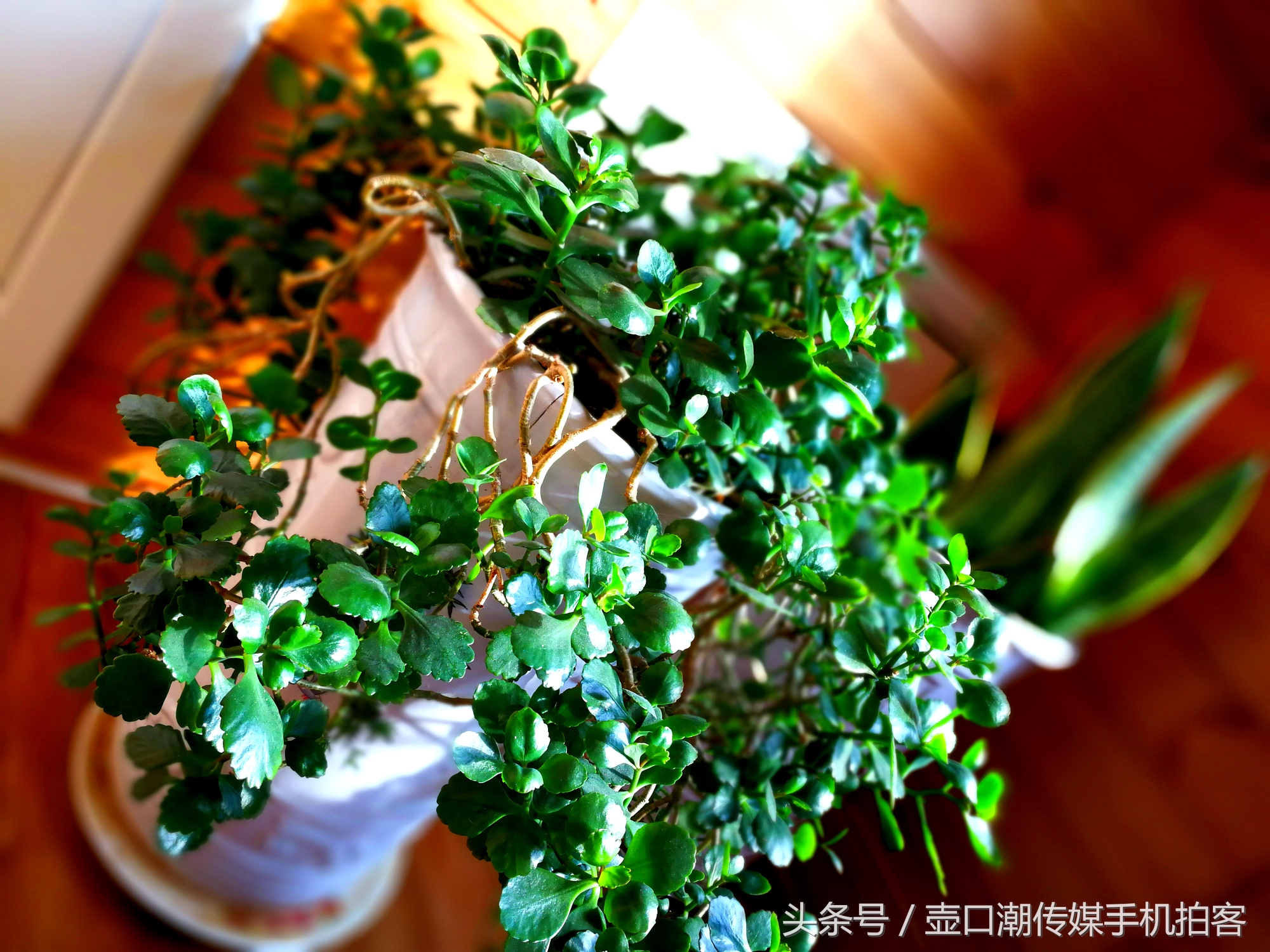 临汾:手机拍拍工作室的花~再好的装修也比不了和大自然和谐相处