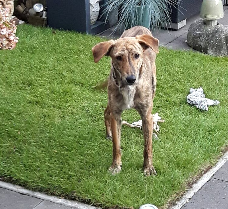 流浪狗长期遭人虐待,流浪狗惨遭虐待救助