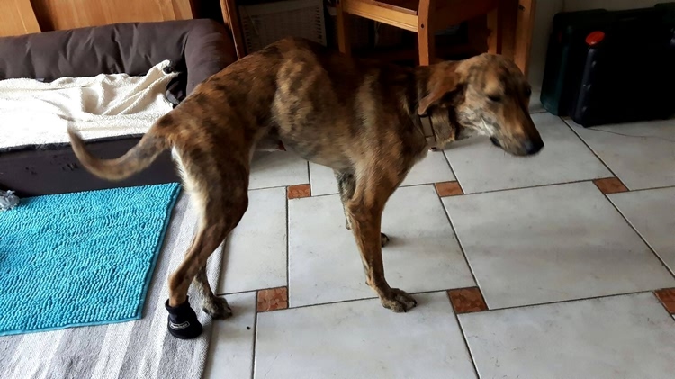 流浪狗长期遭人虐待,流浪狗惨遭虐待救助