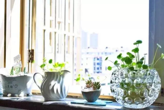 花卉摆放位置有讲究,风水上可以招财的花卉植物