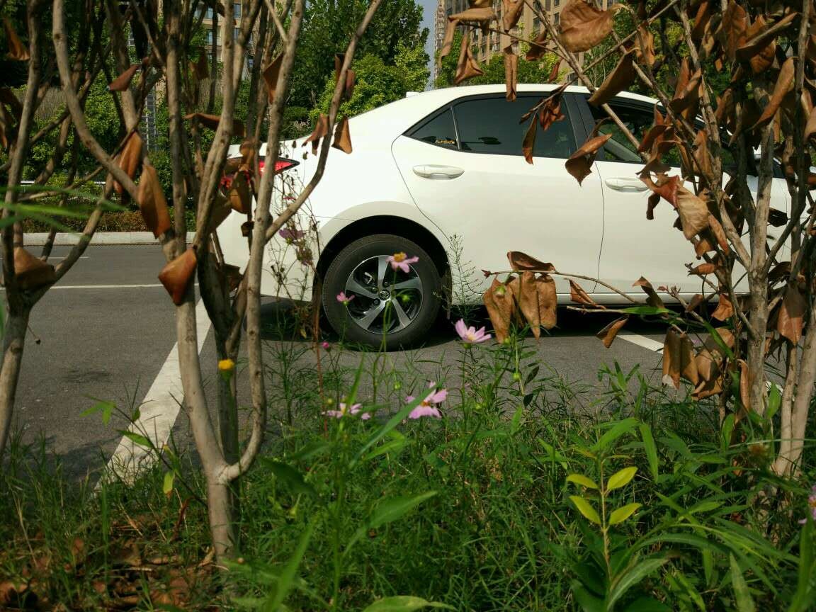 雷凌185T，1000公里用车感受，车主：尽管有3个问题，但依旧满意